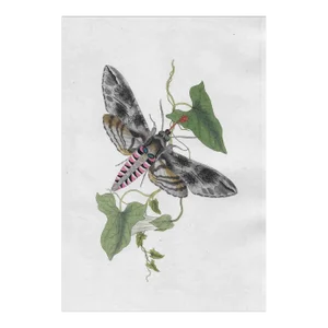 1802 Hawk Moth Hand Colored Engraving