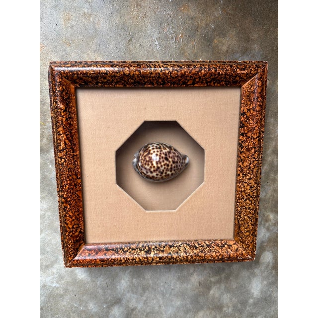 1960s Vintage Framed Cowrie Seashell in Tortoise Frame For Sale - Image 5 of 6