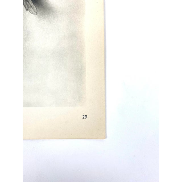 1940s Botanical Blossfeldt Print - No. 29 For Sale - Image 4 of 5