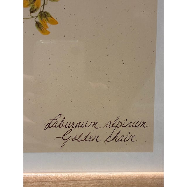 Contemporary Pair of Kristina Fine Botanical Floral Prints – Golden Chain & Bleeding Heart, Framed For Sale - Image 3 of 7
