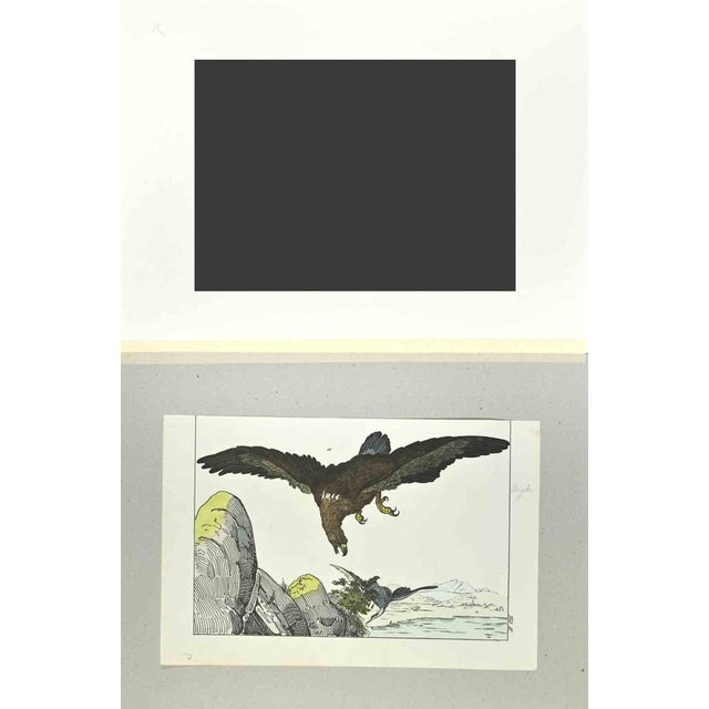 Eagle is an etching hand colored realized by Gotthilf Heinrich von Schubert - Johann Friedrich Naumann, Illustration from...