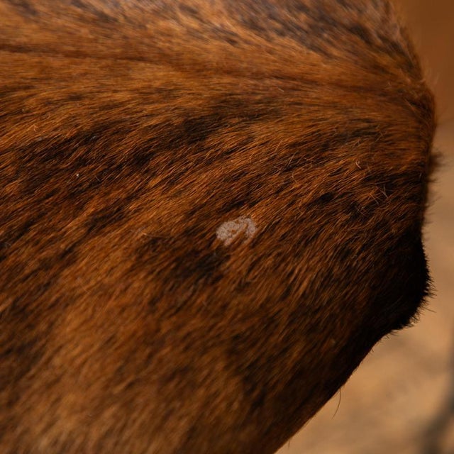 Bar Stools by Pierre Paulin for Thonet, 1950s, Set of 3 For Sale - Image 11 of 17