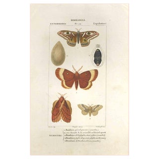 Pierre Jean François Turpin, Lepidoptera, Etching, 1831 For Sale