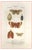 Pierre Jean François Turpin, Lepidoptera, Etching, 1831 For Sale
