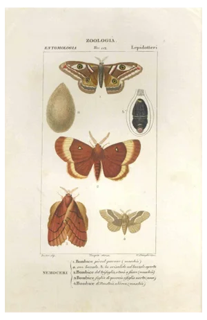 Pierre Jean François Turpin, Lepidoptera, Etching, 1831