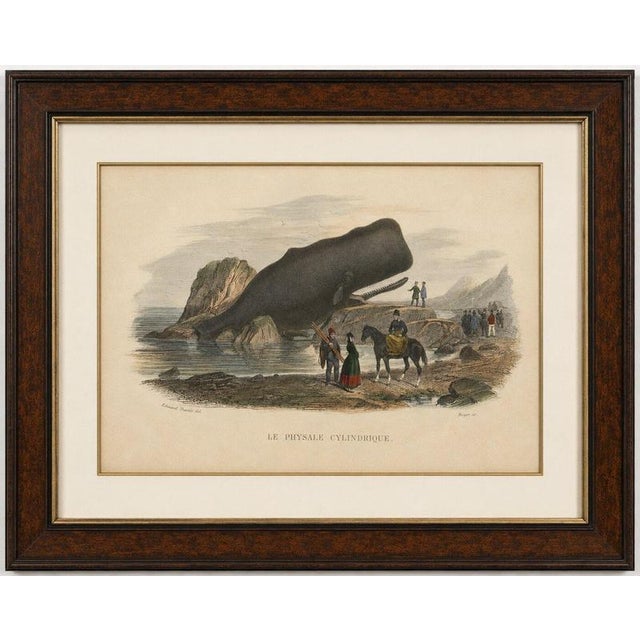 Le Physale Cylindrique (Sperm Whale), Hand-Colored Engraving, 1840 A remarkable nineteenth-century depiction of a stranded...