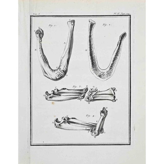 Plate from buffon's histoire naturelle, générale et particulière tome iii, plate iv, page 224 paris: imprimerie royale,...