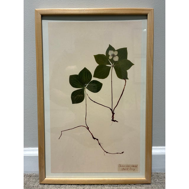Pair of Kristina Fine Botanical Leaf Art Prints – Blue Lace & Bunchberry, Framed For Sale - Image 4 of 8