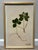Pair of Kristina Fine Botanical Leaf Art Prints – Blue Lace & Bunchberry, Framed For Sale - Image 4 of 8