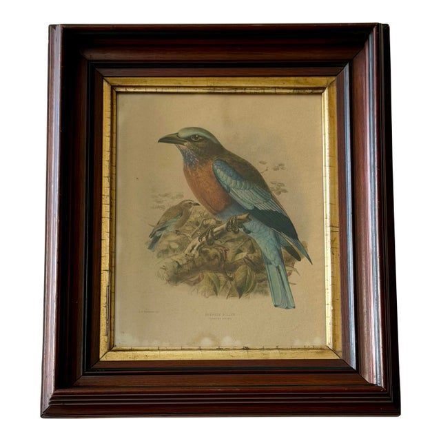 Antique Burmese Roller Lithograph After j.g. Keulemans in Deep Wood Frame For Sale