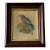 Antique Burmese Roller Lithograph After j.g. Keulemans in Deep Wood Frame For Sale