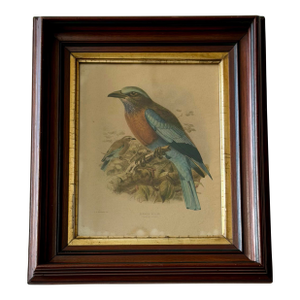 Antique Burmese Roller Lithograph After j.g. Keulemans in Deep Wood Frame