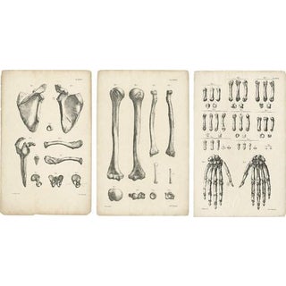 Cloquet, French Anatomical Osteology, 1821, Lithograph, Set of 3 For Sale
