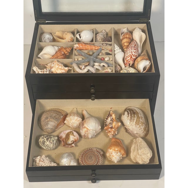 1970s 1970s Great Sea Shell Collection in Multitier Box For Sale - Image 5 of 5