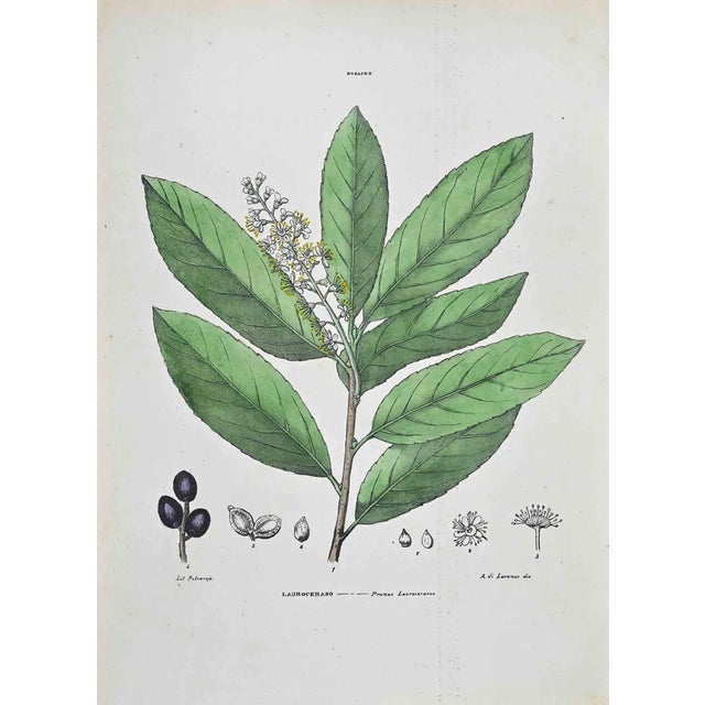 Vincenzo Tenore, The Cherry Laurel, Lithograph, 1870s For Sale