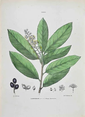 Vincenzo Tenore, The Cherry Laurel, Lithograph, 1870s