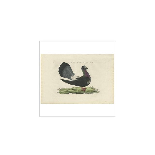 Antique print titled 'columba tremula'. The fantail is a popular breed of fancy pigeon. It is characterised by a fan-...