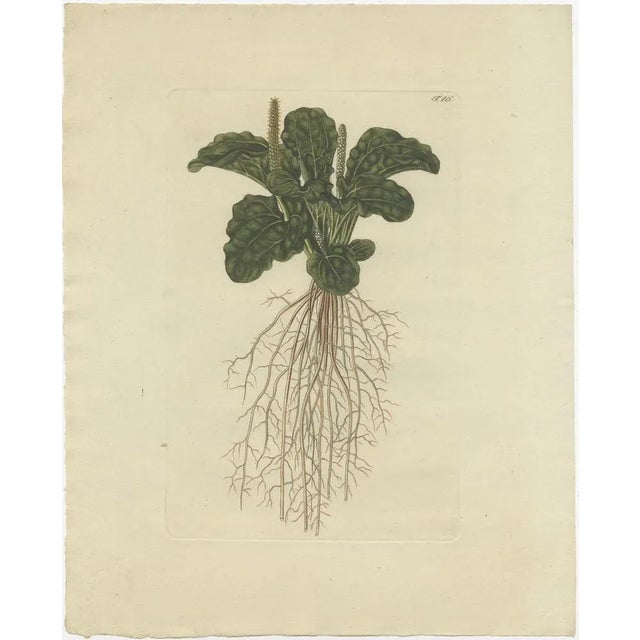 Jacquin, Various Plants, 1790, Set of 4 For Sale - Image 5 of 6