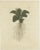 Jacquin, Various Plants, 1790, Set of 4 For Sale - Image 5 of 6