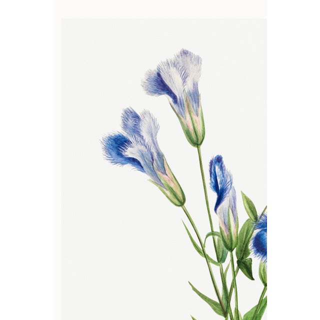 Blue Fringed Gentian, Vintage Botanical Art Print Reproduction by Mary Vaux Walcott, 40" X 60" For Sale - Image 8 of 11