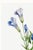 Blue Fringed Gentian, Vintage Botanical Art Print Reproduction by Mary Vaux Walcott, 40" X 60" For Sale - Image 8 of 11