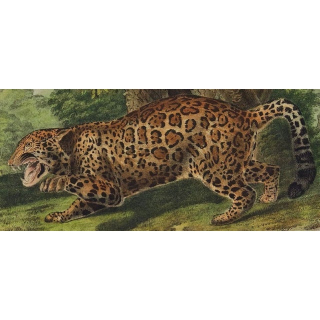 Audubon Jaguar: An Original 19th C. Audubon Hand Colored Quadruped Lithograph, 1849-1854 For Sale - Image 4 of 4