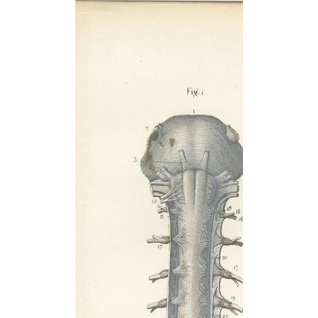 Hirschfeld and Leveille, Spinal Nerve Roots Along the Whole Cord, Hirschfeld Double Folding Plate, 1866, Paper For Sale - Image 6 of 12