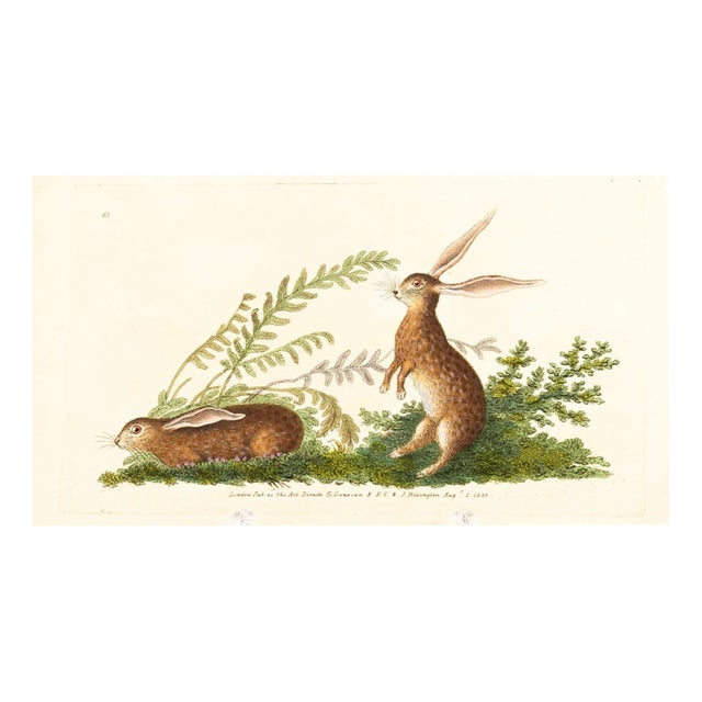 E. Donovan & F.C. & J. Rivington, Nature Illustration, Aug 1820, Hand-Colored Copperplate Engraving For Sale