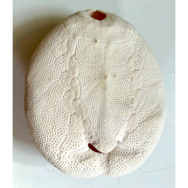 This large puffed sand dollar has so much detail, especially on the bottom where it resembles the bottom of a crab. Great...