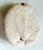 This large puffed sand dollar has so much detail, especially on the bottom where it resembles the bottom of a crab. Great...
