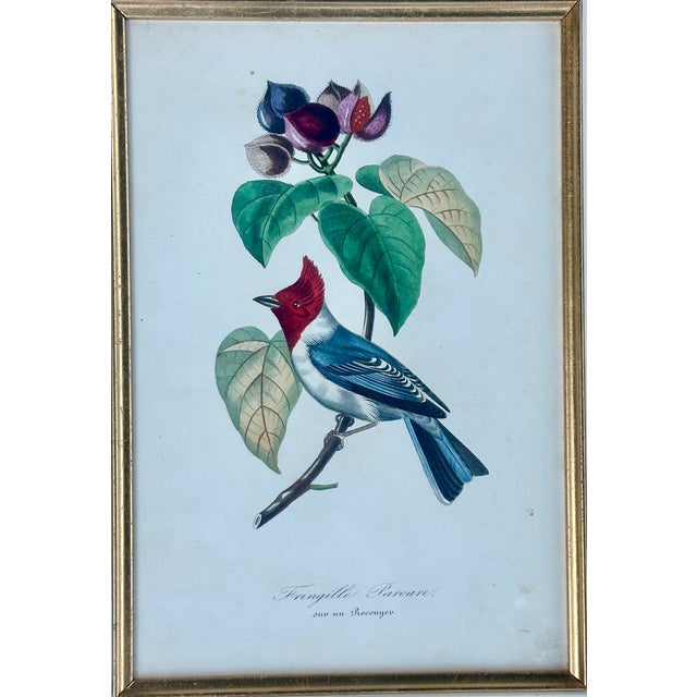 Flora Red-Crested Cardinal & Barbet Bird Butterfly , Original Prints by Descourtilz, 1834 (Pair) For Sale - Image 4 of 7