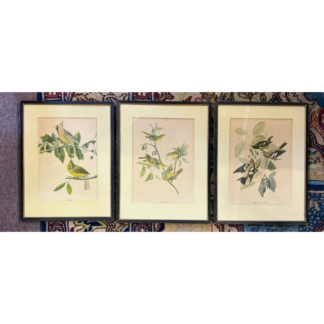 American Early American, North American Bird Prints, Framed For Sale - Image 3 of 11