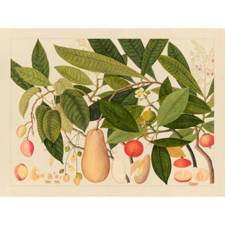 Golden Tropic Botanicals, Giclée Print #5 For Sale