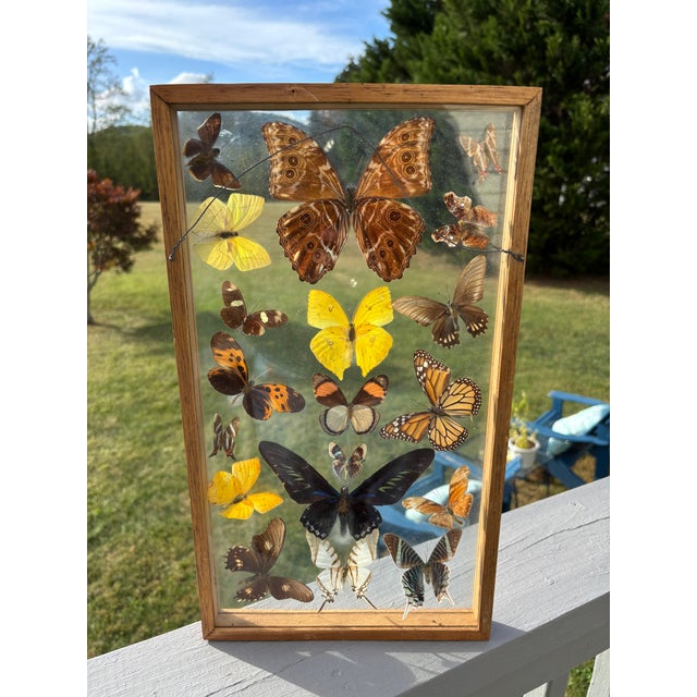 Rustic European Butterflies For Sale - Image 3 of 11