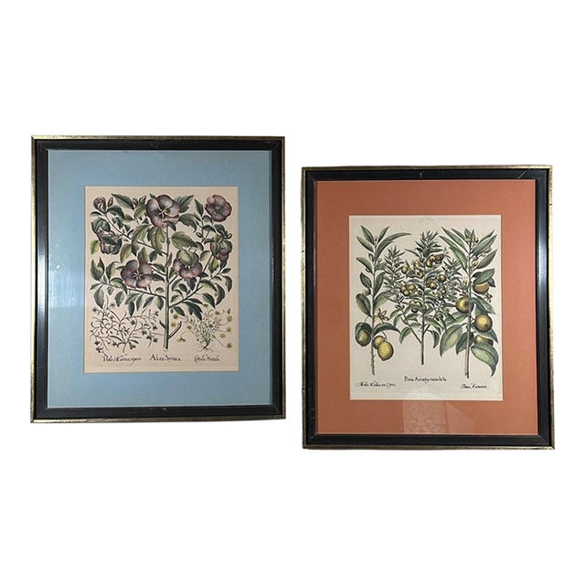Vintage Framed Basilius Besler Botanical Lithograph Prints Hortus Eystettensis Pair For Sale