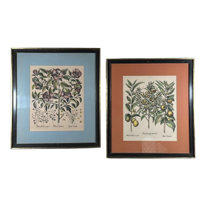 Vintage Framed Basilius Besler Botanical Lithograph Prints Hortus Eystettensis Pair
