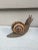 French Terracotta Majolica Snail Bavent Normandy For Sale - Image 3 of 8