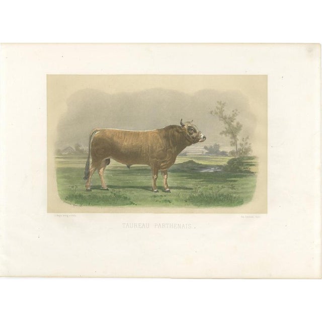 After Van Marcke, Parthenais Bull, , 1873, Paper For Sale - Image 3 of 12