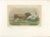 After Van Marcke, Parthenais Bull, , 1873, Paper For Sale - Image 3 of 12