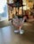 Art Deco 1920's Fostoria Versailles Pink Footed Glasses or Oyster Cups - Set of 12 For Sale - Image 3 of 7