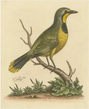 Edwards, Green Pie from the East Indies, Print
