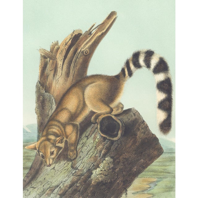 Original first edition Audubon stone lithograph from "The Viviparous Quadrupeds of North America", octavo edition, printed...