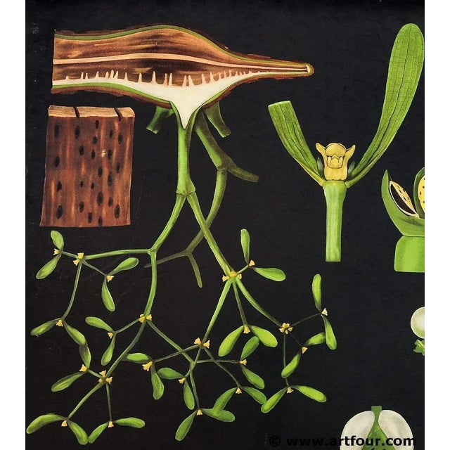 Antique Mistletoe Christmas Decoration Wall Chart Poster by Jung Koch Quentell For Sale - Image 3 of 5