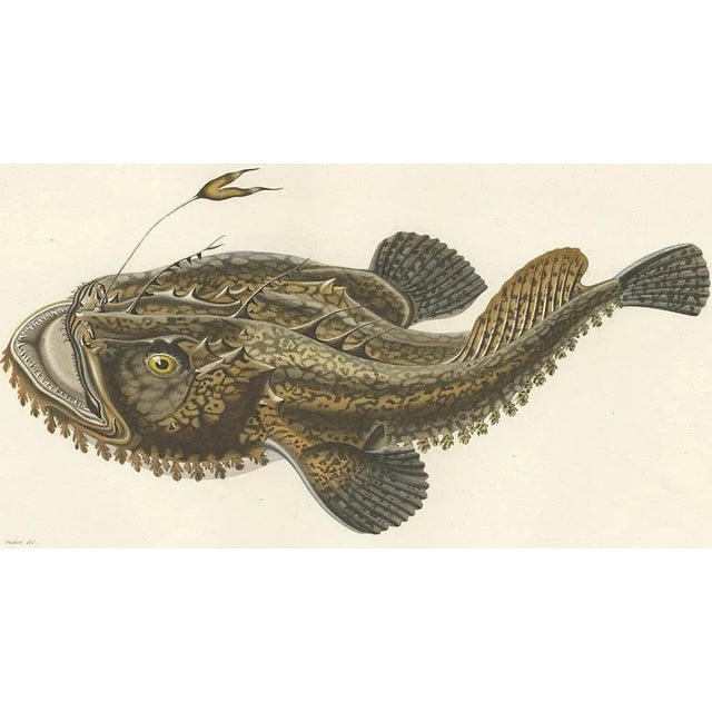 Mid 19th Century Blanchard, Anglerfish or Monkfish, 1845, Hand-Colored Lithograph For Sale - Image 5 of 10