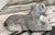 1981 Sandicast Schnauzer Figure For Sale - Image 12 of 15