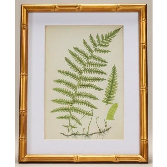 Wood English Victorian Fern Engravings Botanicals Att. Anne Pratt in Gilt Faux Bamboo Frames - Set of 6 For Sale - Image 7 of 10