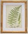 Wood English Victorian Fern Engravings Botanicals Att. Anne Pratt in Gilt Faux Bamboo Frames - Set of 6 For Sale - Image 7 of 10
