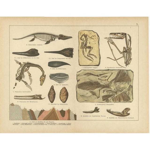 Ammonites, Ichthyosaurus and Archaeopteryx, 1880, Paper, Set of 2 For Sale - Image 3 of 10