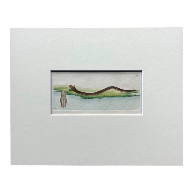 Shaw & Nodder HandiColored Copper Engraving, 1783 "Lumbriciform Lizard" For Sale