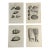 Set of 4 Shell Antique Engravings, Circa 1740 For Sale